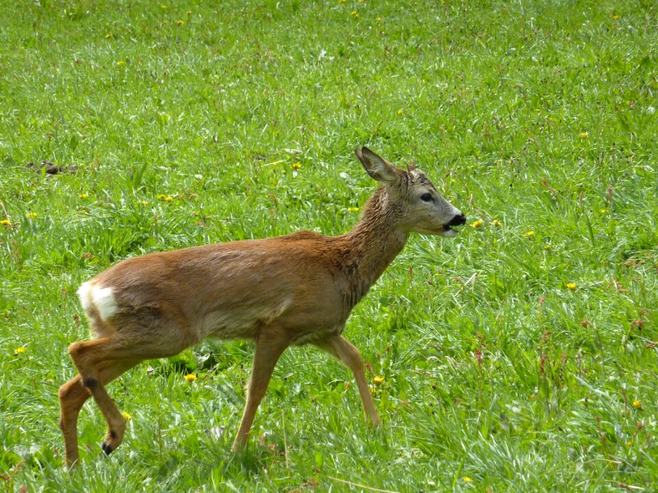 Meadow animal nature