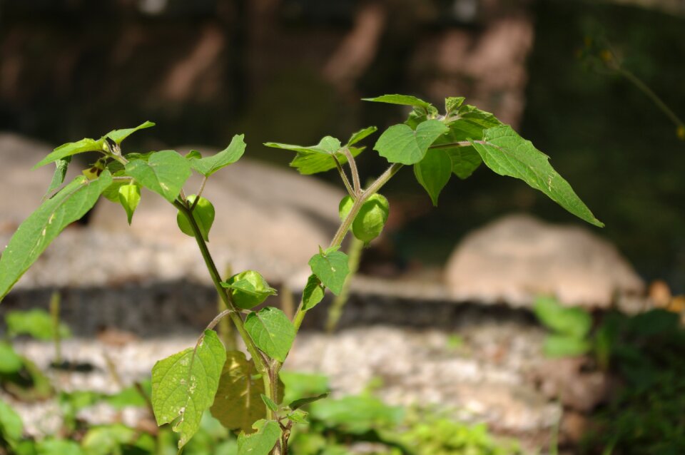 Mushroom girl cape gooseberry physalis alkekengi