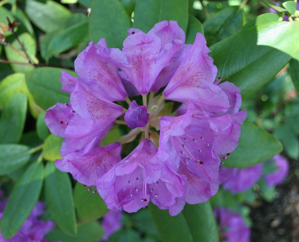 Blossom bloom petal