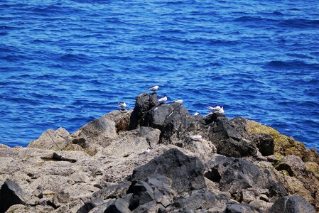 Water waterfowl atlantic photo