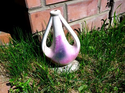 Garden purple grass