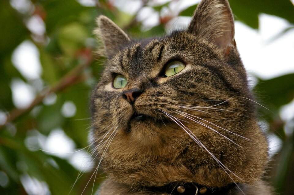 Cat european shorthair animal