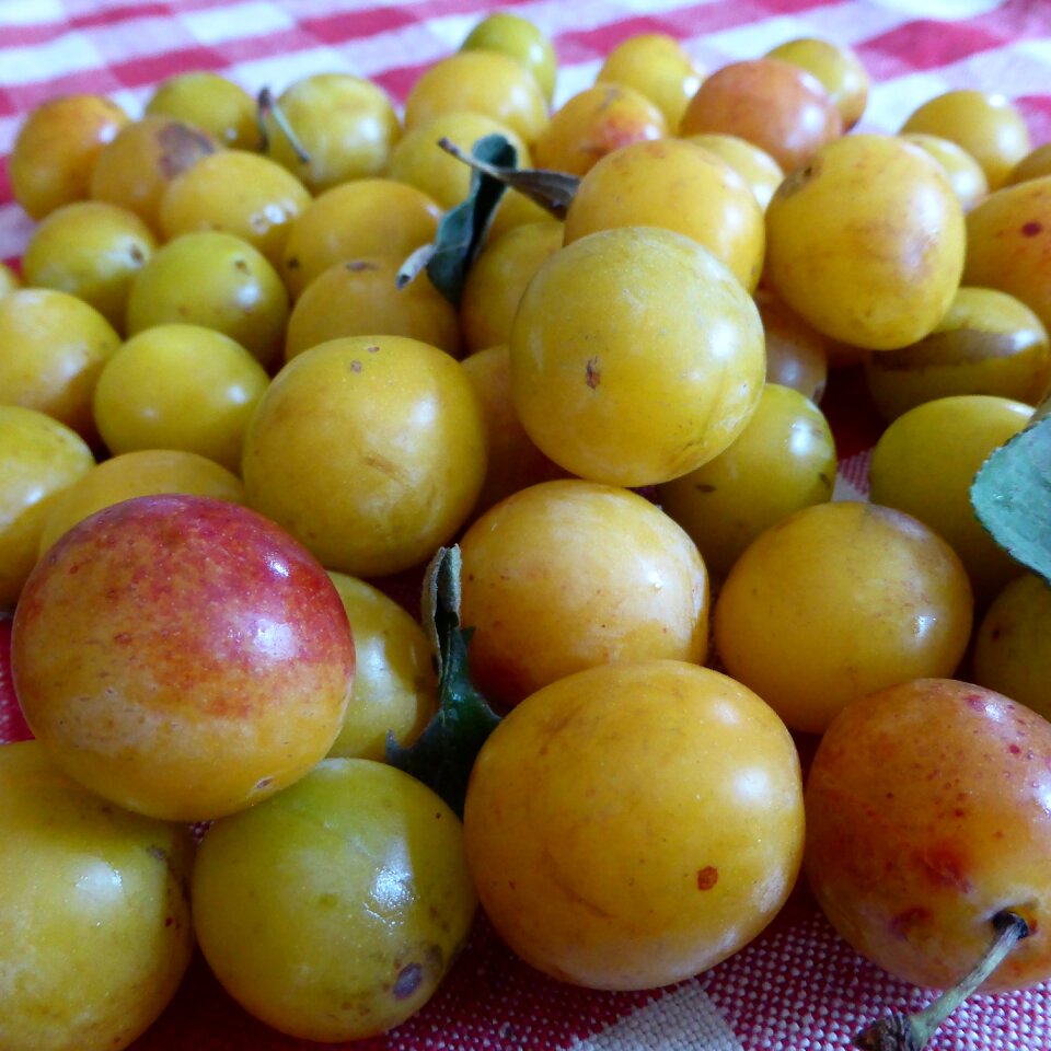 Yellow sweet stone fruit