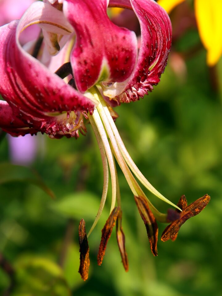 Flower blossom red plant photo