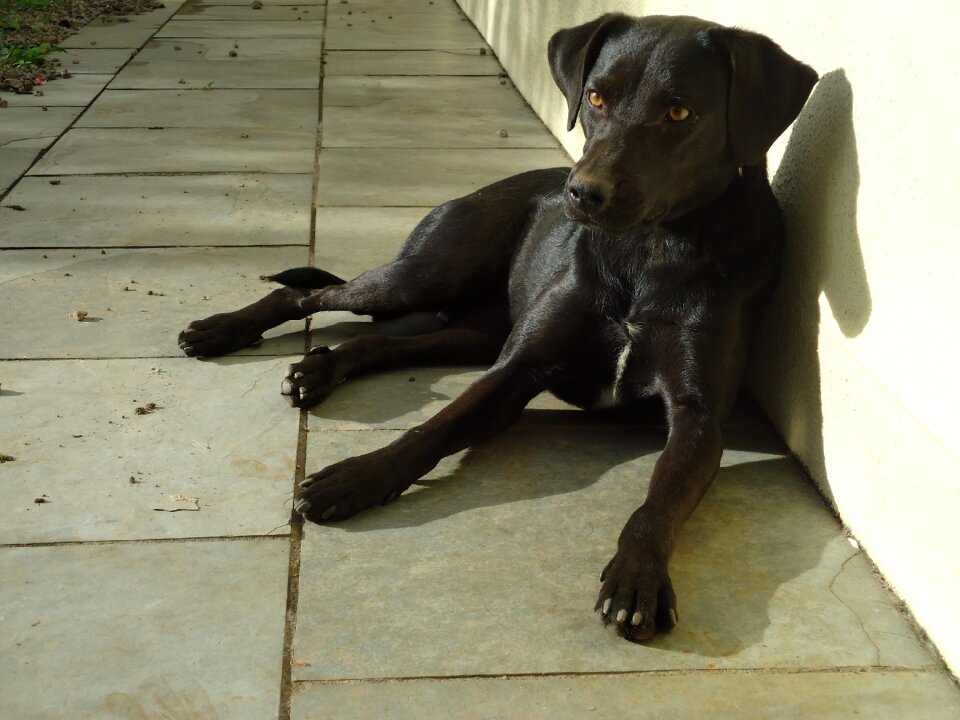 Domestic animals canine animals