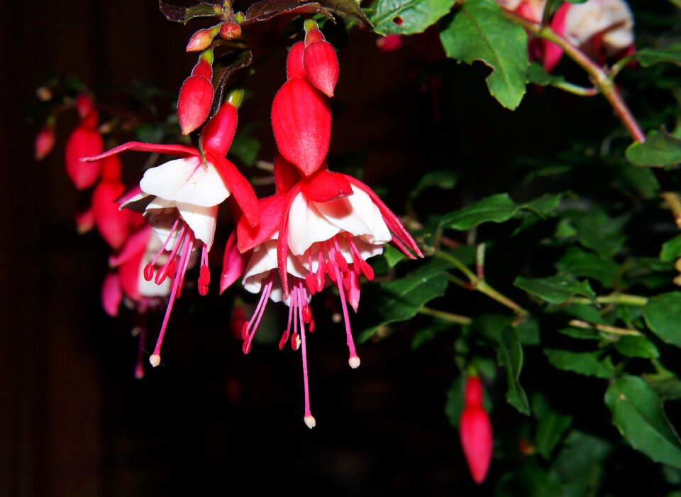 Fuchsia close up red