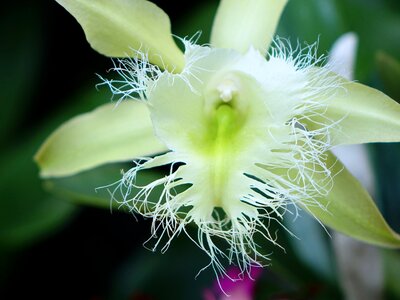 Bloom branch closeup