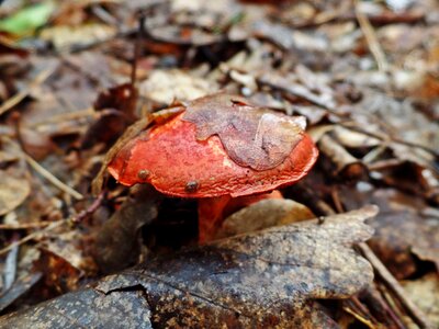 Nature autumn risk photo