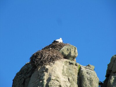 Stork nest nature