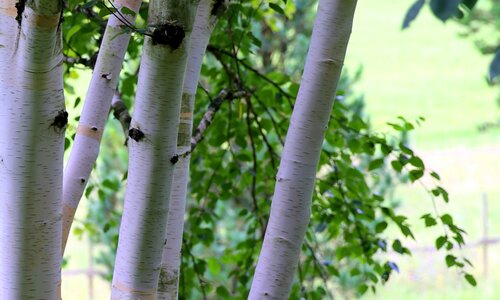 Bark tree tree bark photo