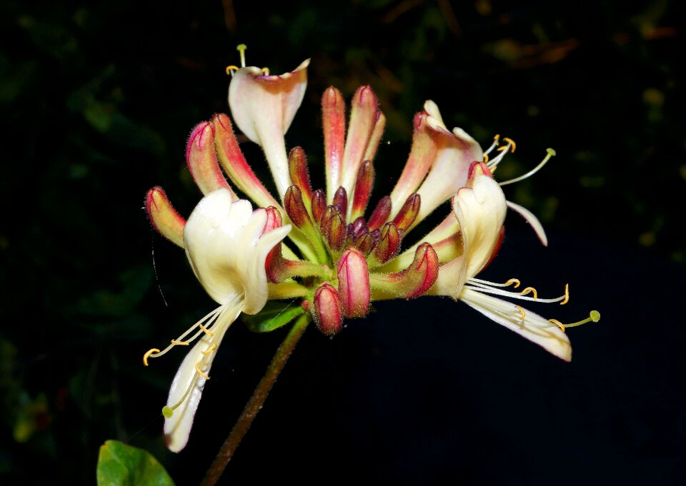 Bloom plant of course