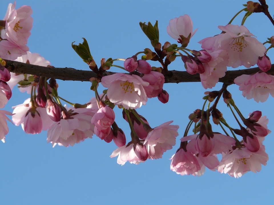 Flowers pink japanese cherry trees