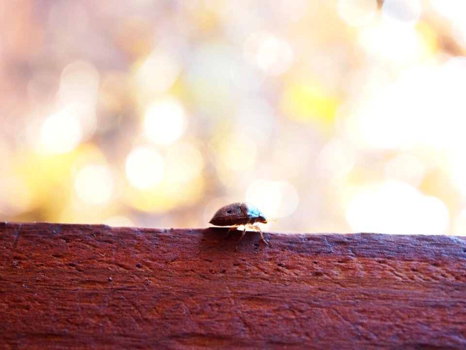 Wood brown background