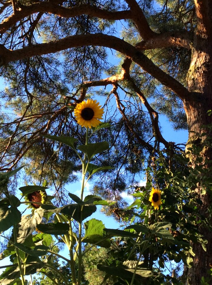 Blossom bloom summer