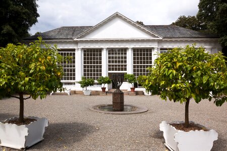 Orange trees plant pots white photo