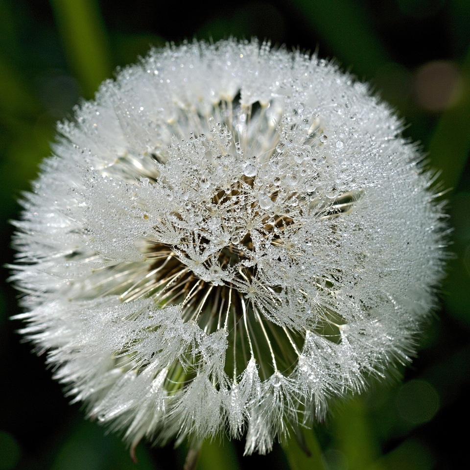 Dew summer meadow