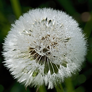 Dew summer meadow