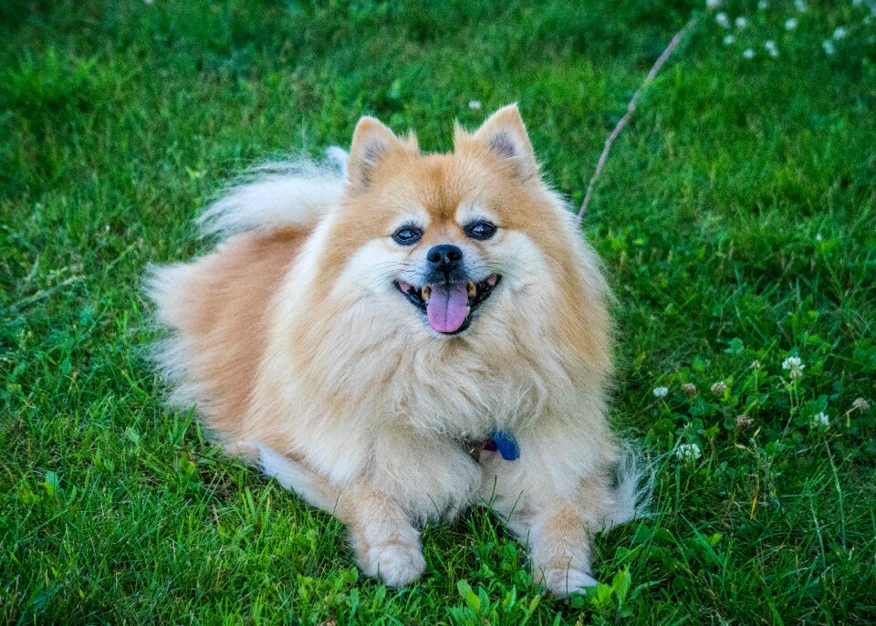 Grass canine animal photo