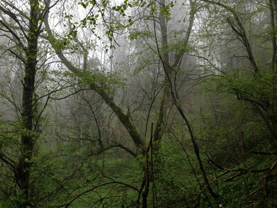 Mountain forests jungle nature