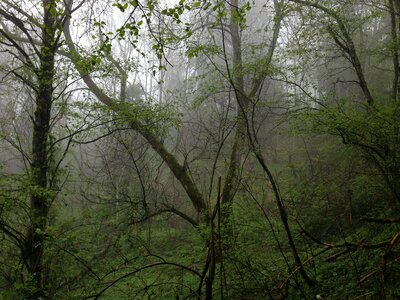 Mountain forests jungle nature photo