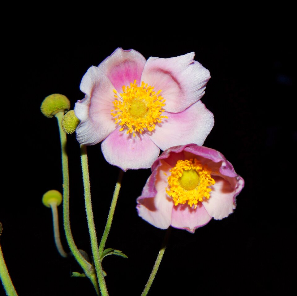 Flower garden atmosphere sweet