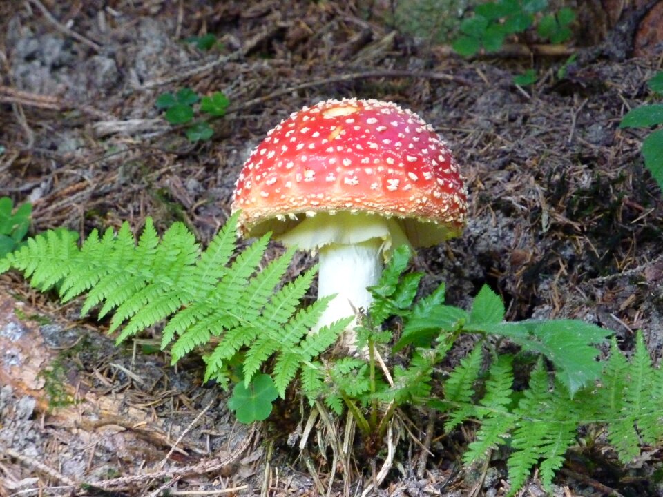 Red fly agaric mushroom forest mushroom fungal species