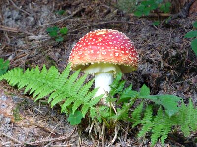 Red fly agaric mushroom forest mushroom fungal species photo