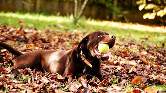 Watchdog rest grass