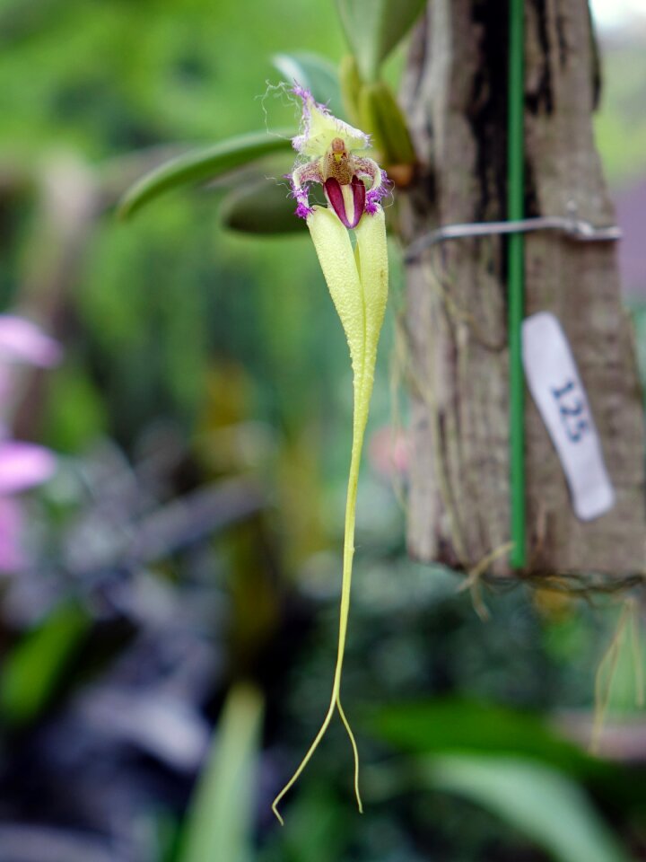 Bloom branch closeup