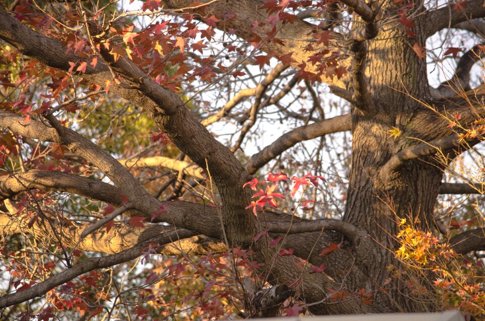 Tree nature season