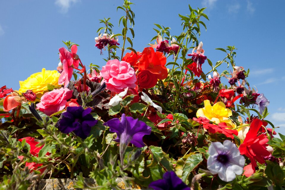 Colorful lush decorative