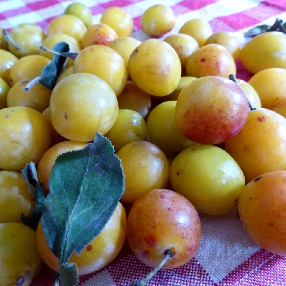 Yellow sweet stone fruit