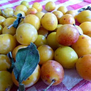 Yellow sweet stone fruit