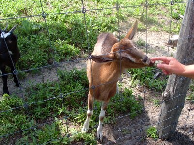 Goat animal pets