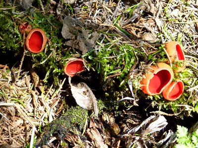 Sarcoscypha coccinea red mushrooms