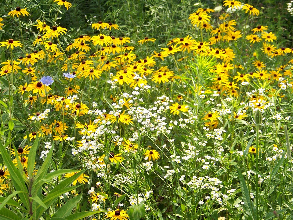 Nature meadow floral photo