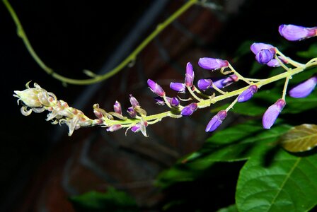 Wisteria toxic grapey