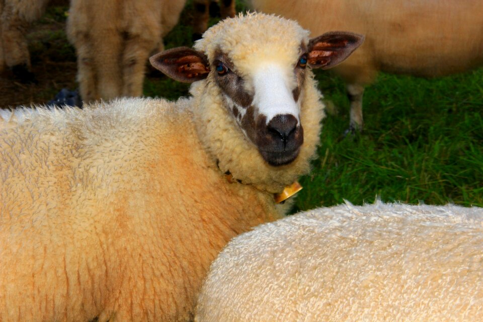 Herd pen little sheep