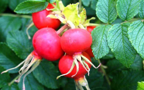 Rosenstock rose hip fruit