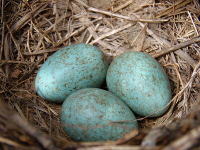 Birds egg young