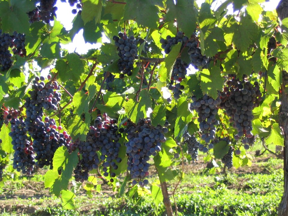 Purple vineyard winery