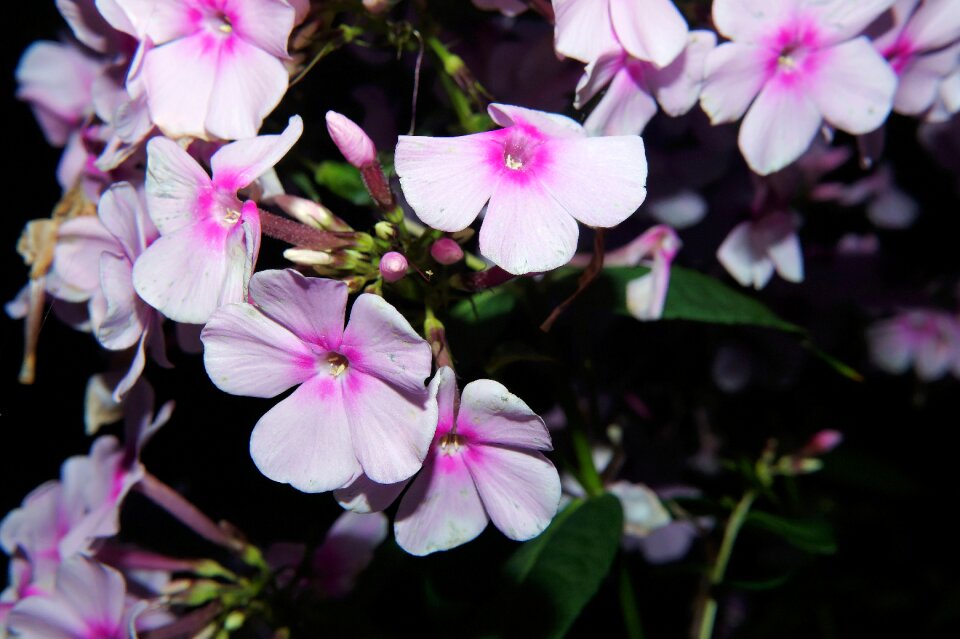 Nature flower garden atmosphere