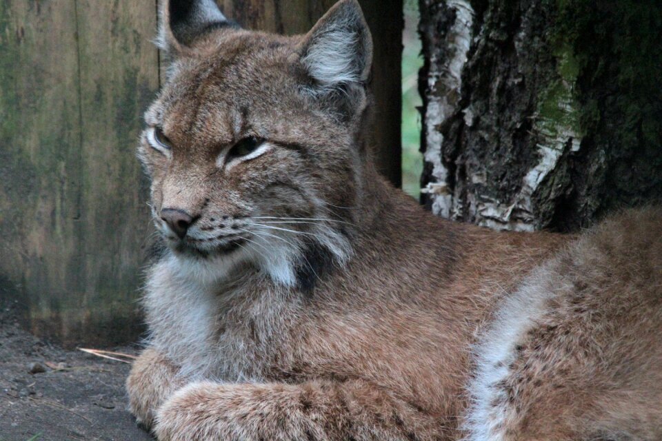 Cat lynx canadensis big cats