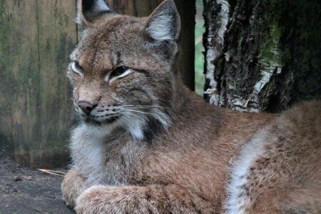 Cat lynx canadensis big cats photo