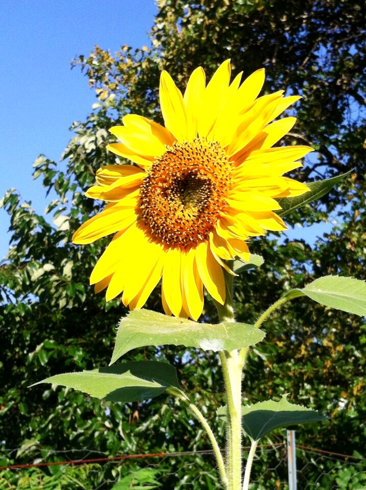 Flower summer beautiful