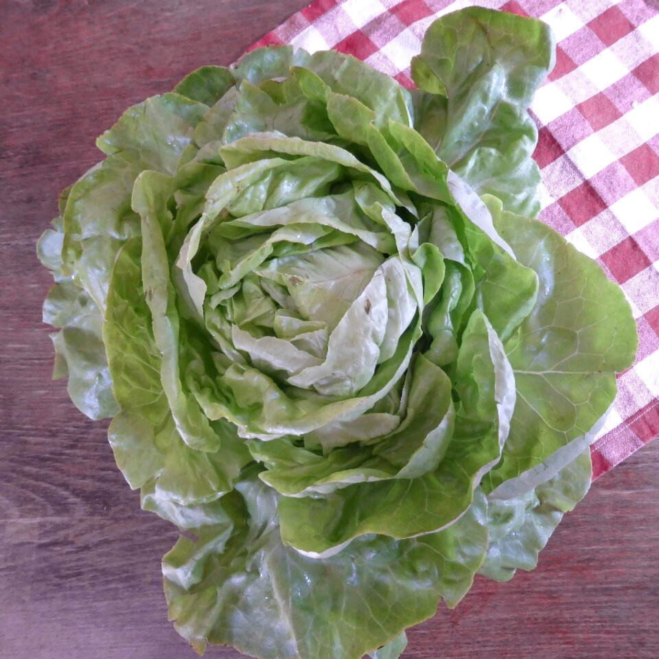 Salad leaf lettuce cold dishes
