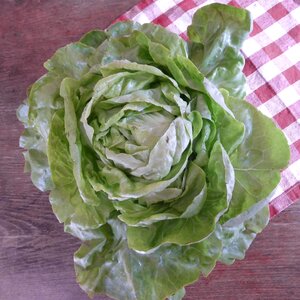 Salad leaf lettuce cold dishes photo