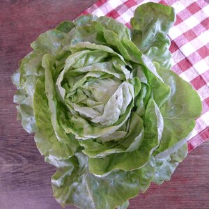 Salad leaf lettuce cold dishes