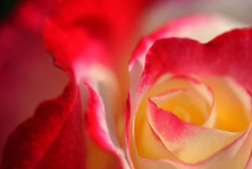 Nature petals bloom