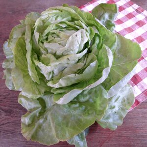 Salad leaf lettuce cold dishes photo